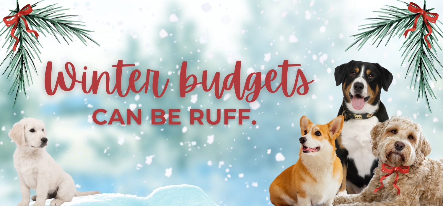 Winter Budgets can be ruff